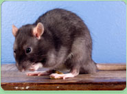 rat control West Lothian