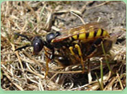 wasp control West Lothian